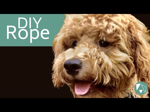 वीडियो: सुपर सिंपल DIY डॉगी रोप टॉय