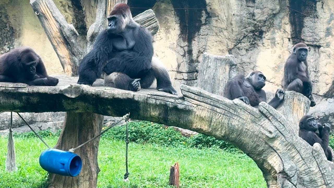 Отряд горилл Д'Джико — 27 октября 2025 г.