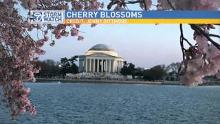 WJLA 20160325 1216