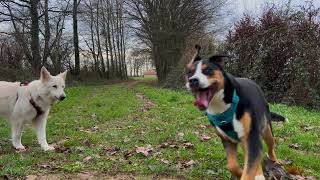 Grosser Schweizer Sennenhund/Grand Bouvier Suisse/Plauschspaziergang/Promenade de plaisance