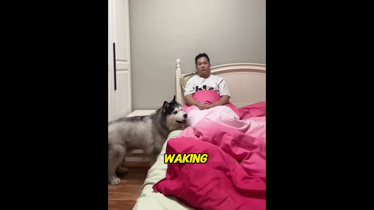 Starved After Losing a Race?! The Husky's Heartbreaking Revenge!😱#fyp#usa