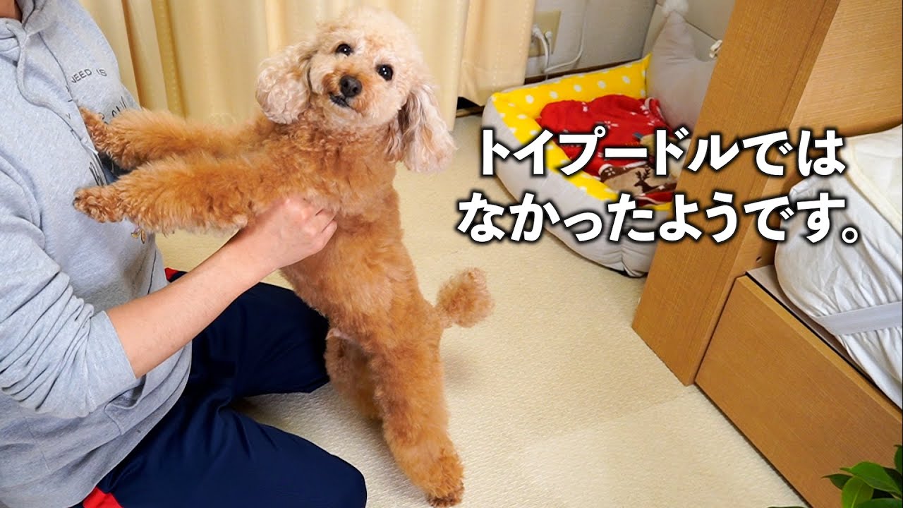 うちのデカトイプーもトイプードルじゃないかも Yuca Style 60代を楽しんじゃおう 楽天ブログ