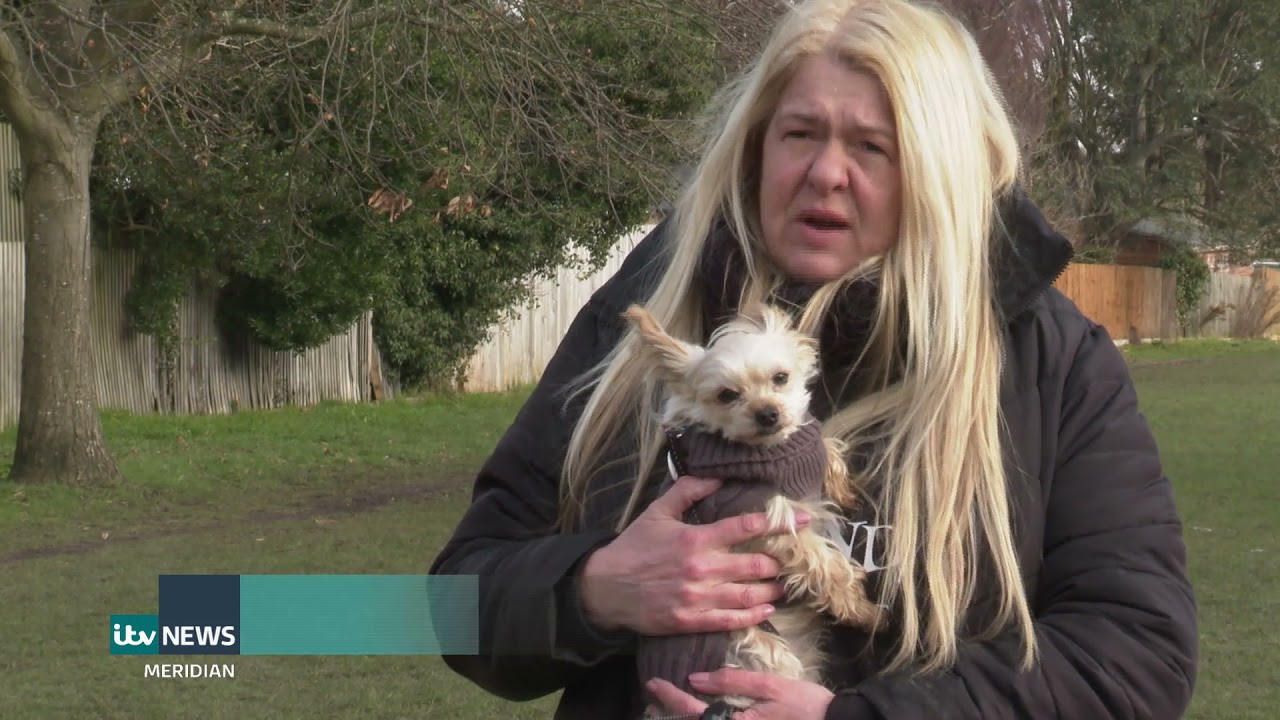 Dog theft warning as cases rise 33% in the South East | ITV News Meridian | Kit Bradshaw