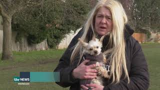Dog Theft Warning As Cases Rise 33% In The South East Itv News Meridian Kit Bradshaw