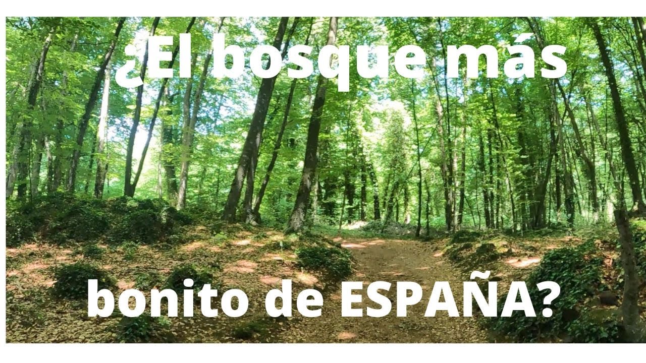 11 Excursión por un bosque encantado... GIRONA FINAL YouTube