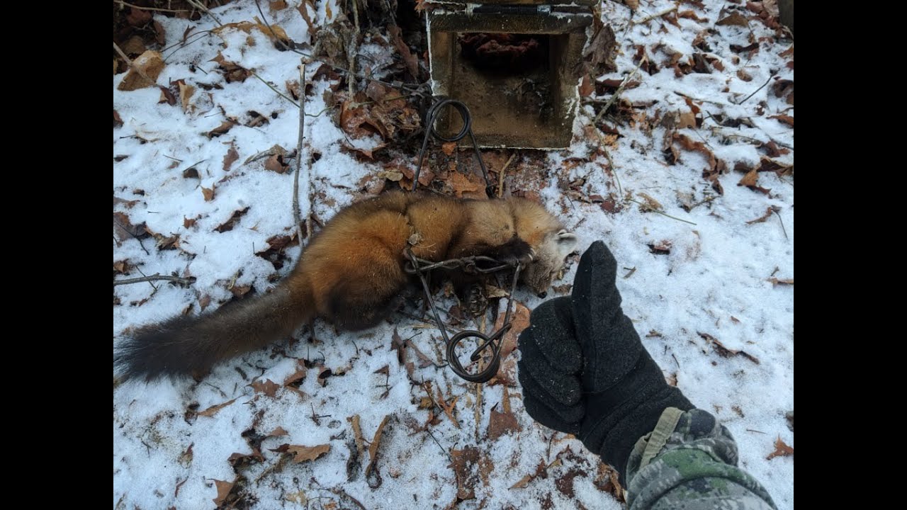 Траплайн для северной мейнской куницы 2020, часть 1