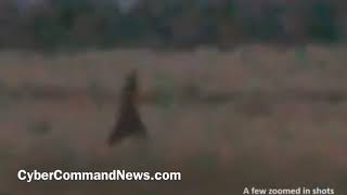 Bigfoot Sighting in Central Oregon : 2018