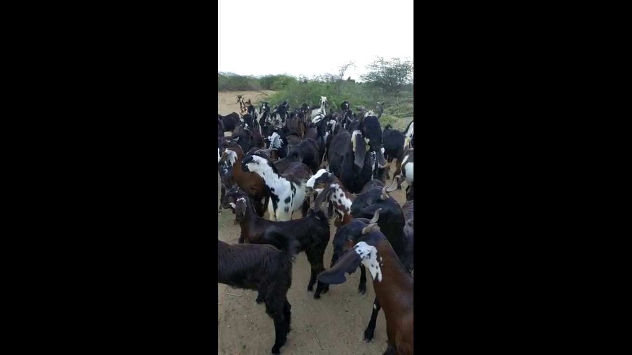 काठियावाड़ी।goat in!kutch! indiyan animal - YouTube