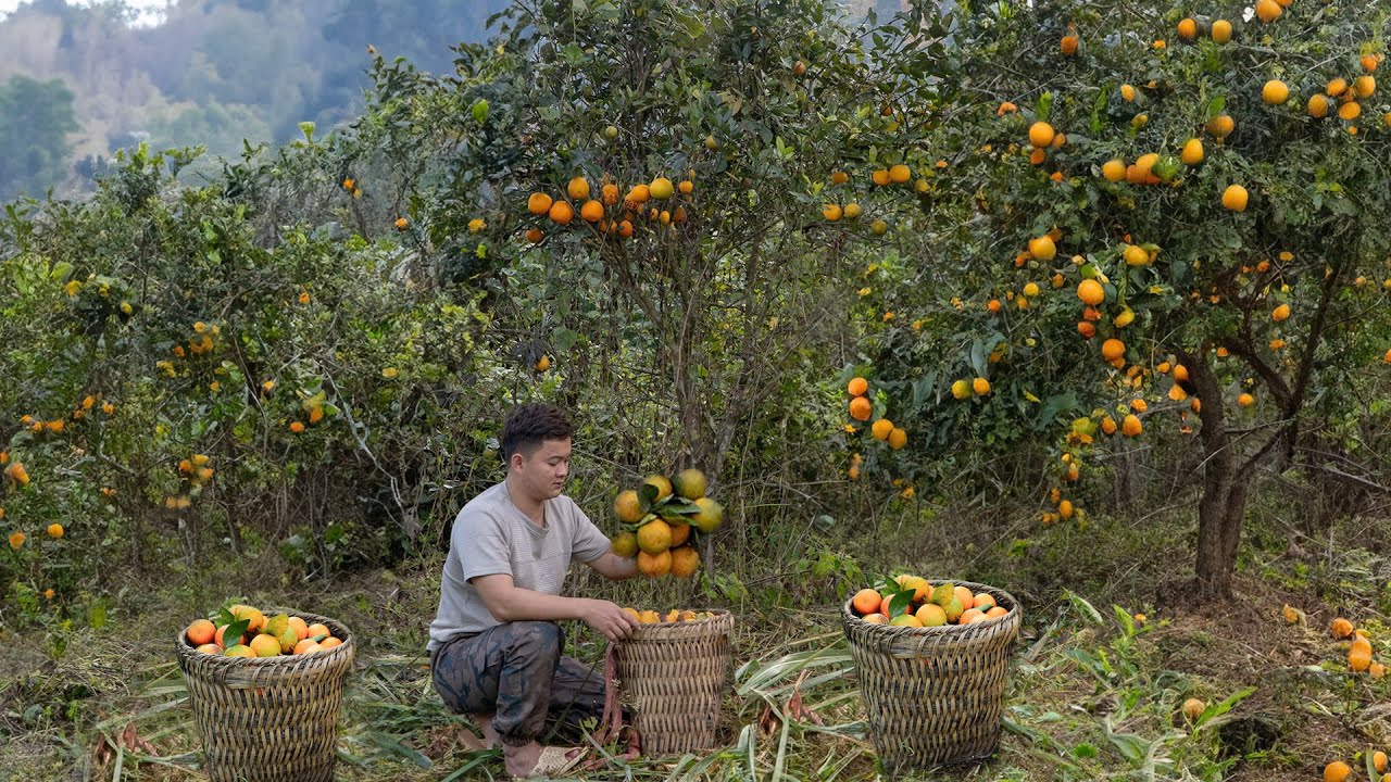 After Prison, I Returned to the Mountains to Harvest Oranges and Start Ove