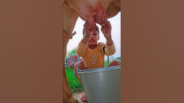 Thumbnail of choti choti gaiya yttgf ggf #love #song #funny hgt