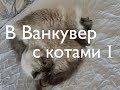 Иммиграция котов в Канаду: часть I