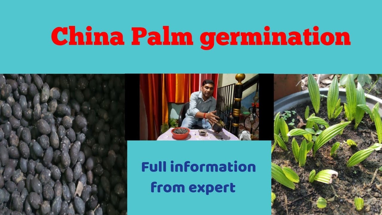 China Palm germination process// Useful information