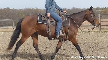 Peppy - slow smooth jogs, stop! - ValleyViewRanch.net