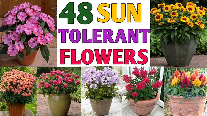 48 Full Sun Tolerant Flower Plants | Heat Tolerant Flower Plants | Plant and Planting - DayDayNews