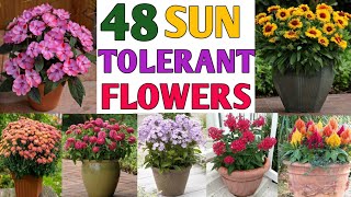 48 Full Sun Tolerant Flower Plants | Heat Tolerant Flower Plants | Plant and Planting