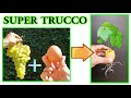 UOVO E UVA, UNISCILI e GUARDA IL RISULTATO! trucco SEMPLICE E GENIALE per riprudurre l'uva dal seme
