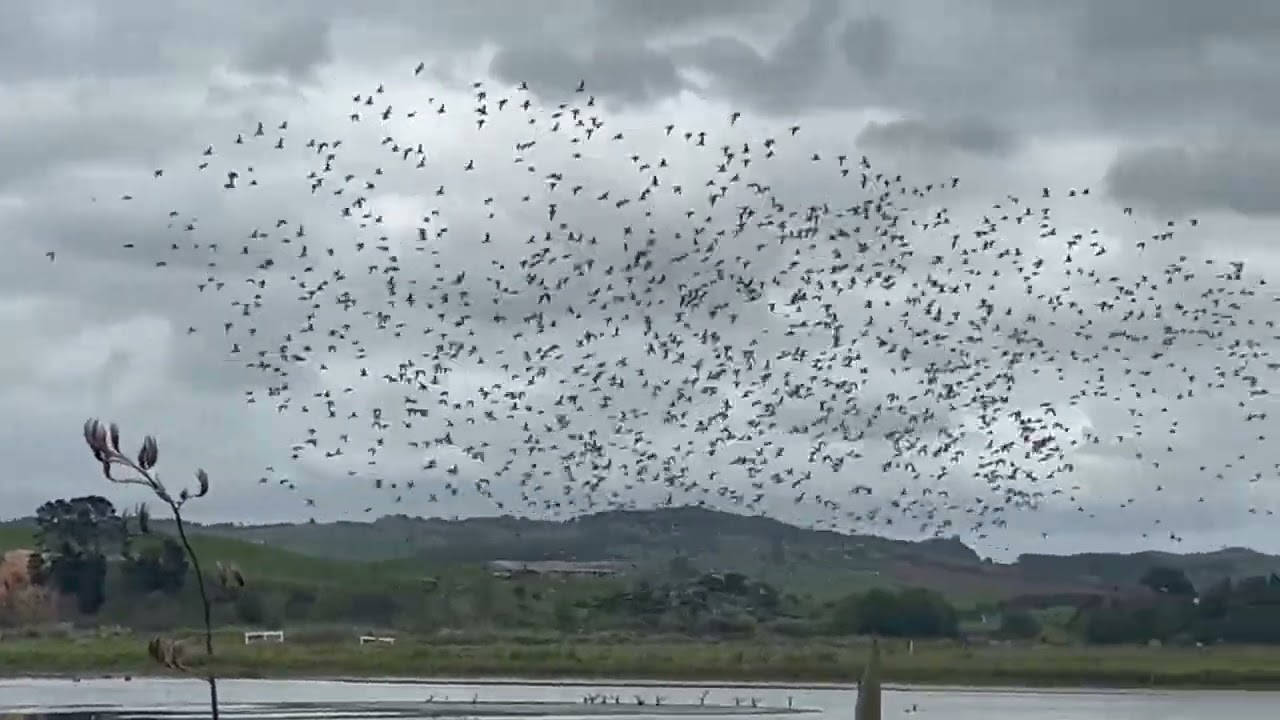 Kuaka flock uplifts and repositions on the roost
