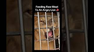 Behold The Intense Moment Of Feeding Raw Meat To An Angry Lion