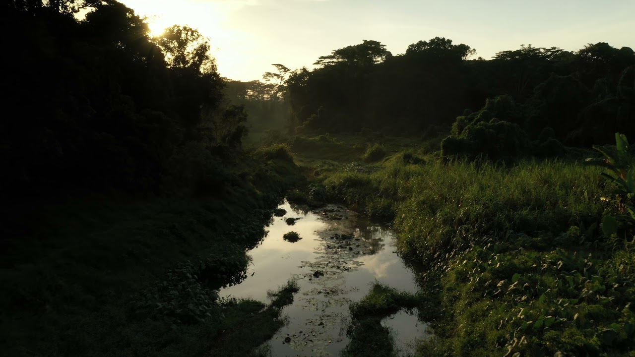 Clementi Forest 2021 - re-edited