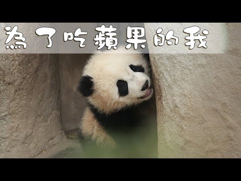《熊貓主題趴》為了吃蘋果，你知道我付出了什麼嗎？ | iPanda熊貓頻道
