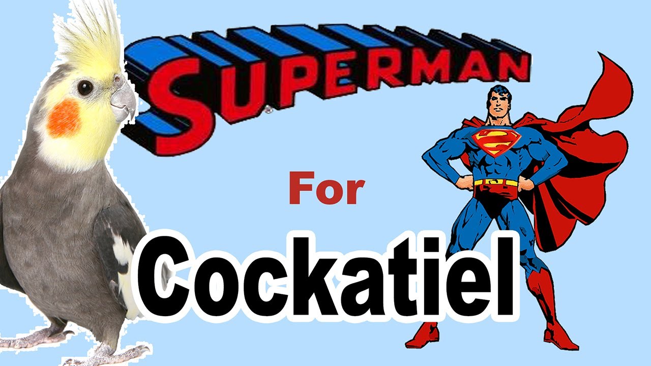 superman whistle for cockatiels cockatiel whistle training YouTube
