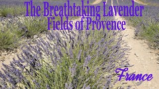 POSTCARD FROM PROVENCE #1 - THE LAVENDER FIELDS