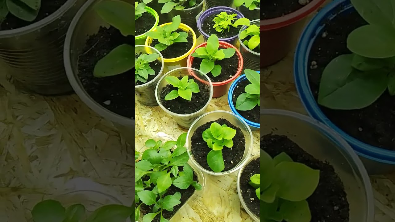 10 января 2025 г.