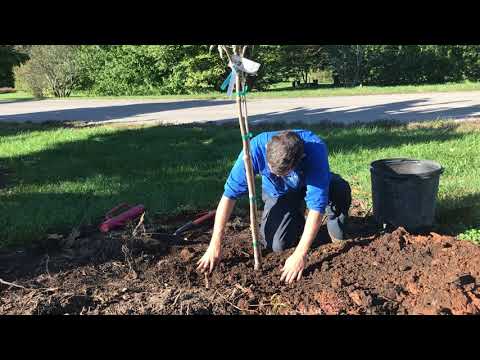 Wie ein Baum pflanzen