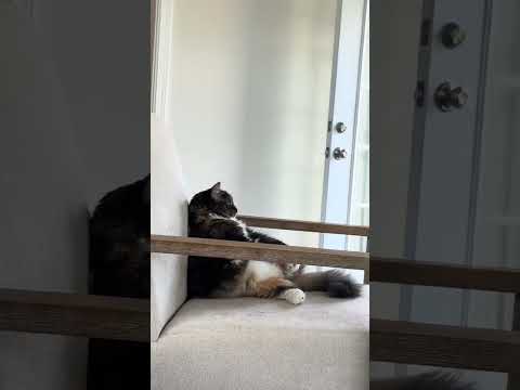 Inspired Hummingb Cat Catlover Kitty