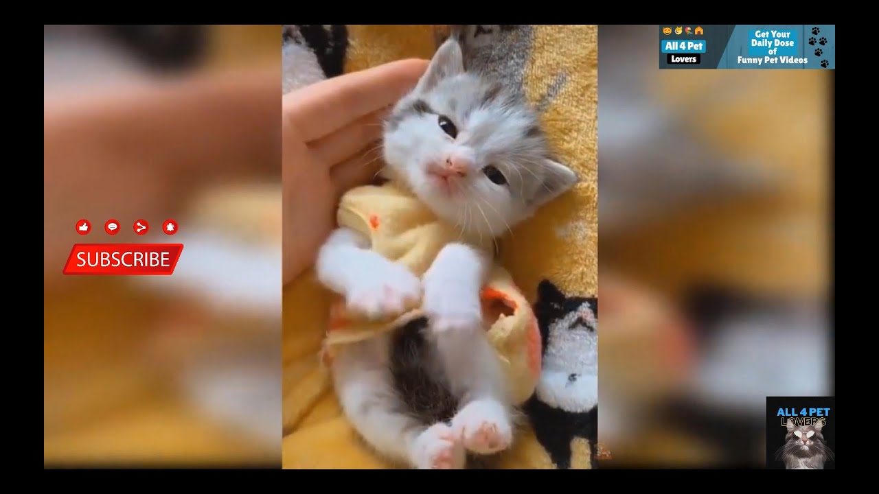 Cute & Funny Cat Videos Compilation # 10 | All 4 Pet Lovers - YouTube