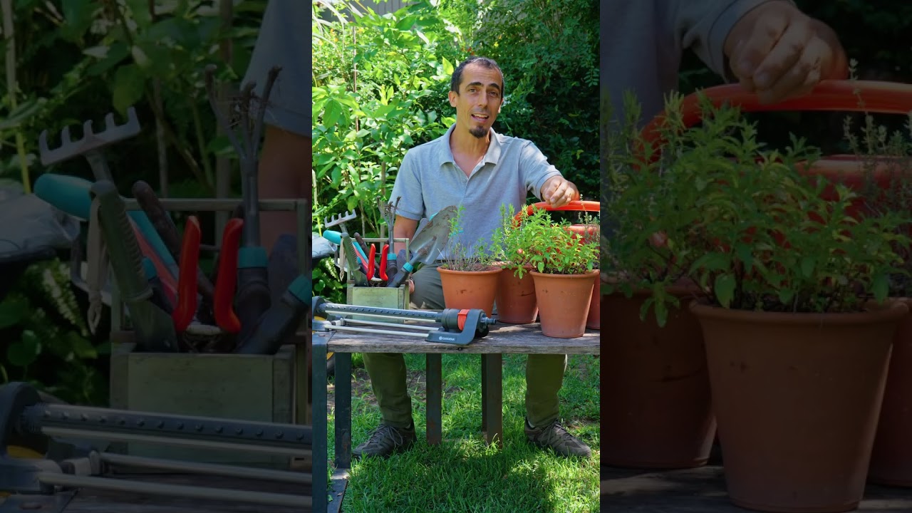 Hola Semilleros - Verano