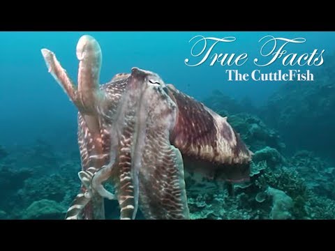 True Facts About The CuttleFish