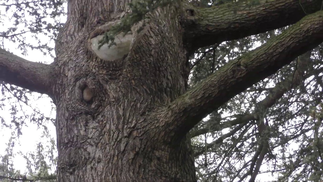 cambridgeshire ramsey Fleam Dyke walk pt38 Huge Cedar tree 200 yrs old maybe etc Cambridgeshire 11Aug19 110p