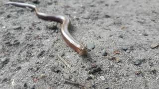 Schildpadden Leggen Hun Eieren En Verdwijnen Tropicalweather