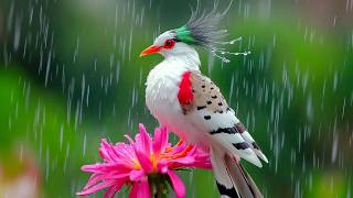Nature Sounds with Birds and Rain ☔🍃 Relieve Stress, Anxiety & Depression | Calm Mind & Body screenshot 4