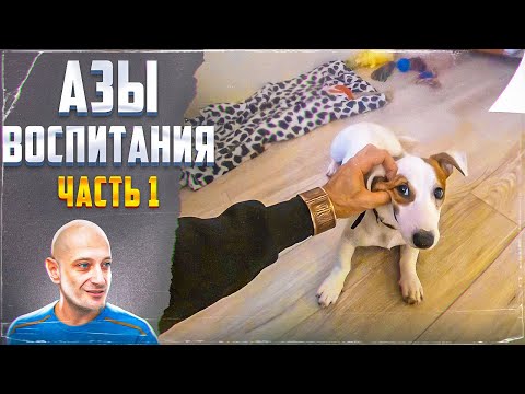 Азы воспитания (Часть 1) Джек-рассел-терьер