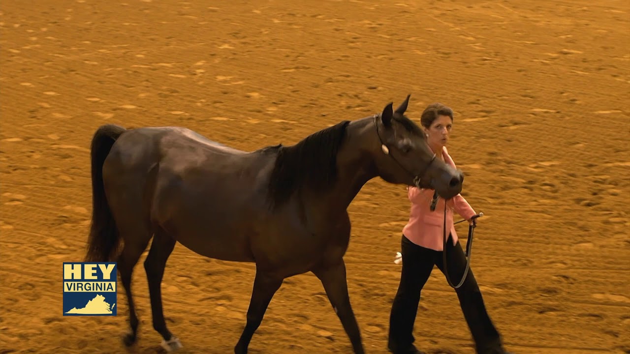 Virginia Horse Center - YouTube