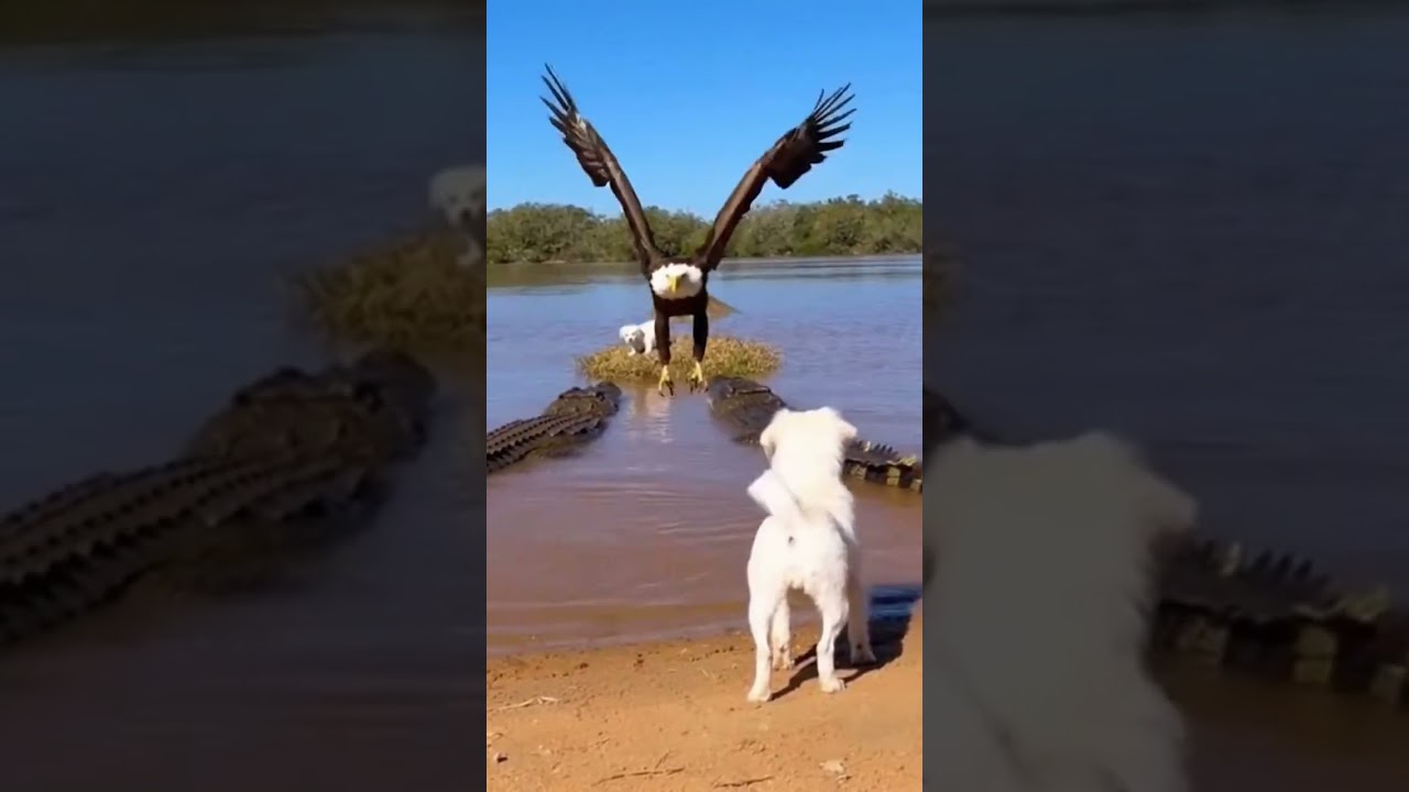 Eagle Saves Puppy From Deadly Attack | Heart Stopping Rescue Moment 