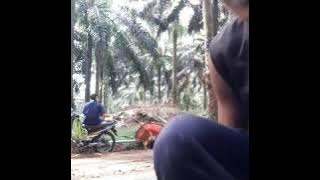 Geboy...,,  bojo galak