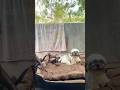 Simba sleeping bed 🛌 #shihtzupuppies #ytshorts #lovesong