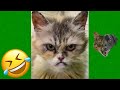 Funniest Animals Videos 2023 😹 Try Not To Laugh Funny Dogs And Cat 😻 #29