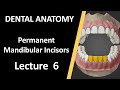 تشريح الاسنان المحاضرة السادسة Dental Anatomy Permanent Mandibular Incisors 