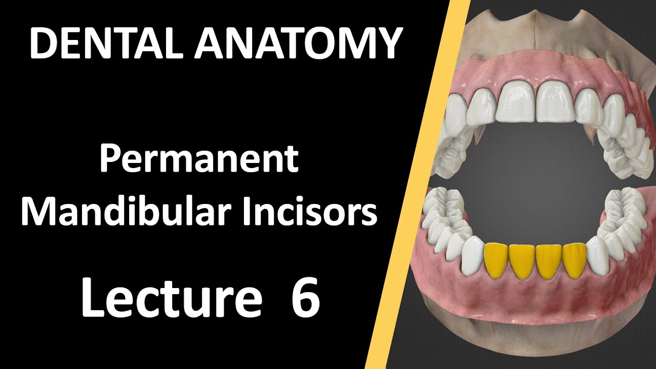 تشريح الاسنان المحاضرة السادسة - Dental Anatomy Permanent Mandibular Incisors