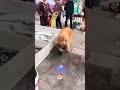 Câinele Care Salvează Peștii 🐶🐟