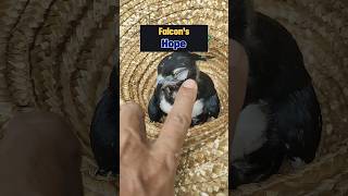 Giving Him His Wings Back