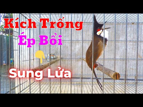 Video Tiếng Kè Kích Bổi Lên Lửa!.. Luyện Chào Mào Hót Đấu... - youtube