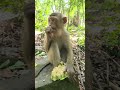 How Monkey Snoopy Eats Mango & Lotus for a Deliciously Full Meal!