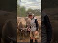 Buffalo Babys