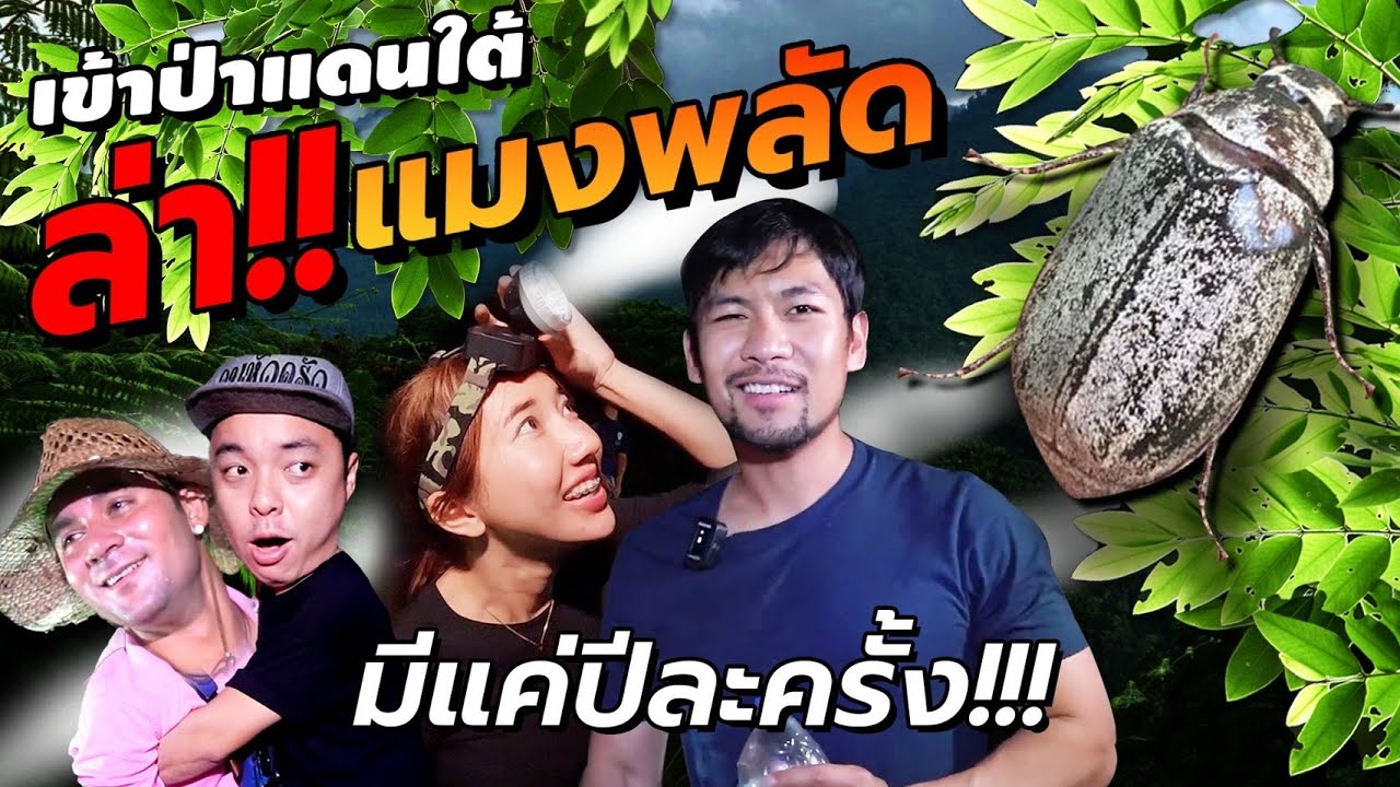 ออกล่า แมงพัดในป่าแดนใต้! ทำอาหารโคตรแซ่บมีแค่ปีละครั้ง! feat.นะโมไทบ้าน,เซียนหรั่ง[คนหลงรส Ep.126 ]