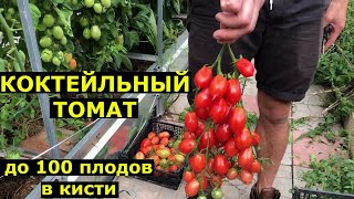 ТОМАТ Поцелуй Герани. Описание сорта